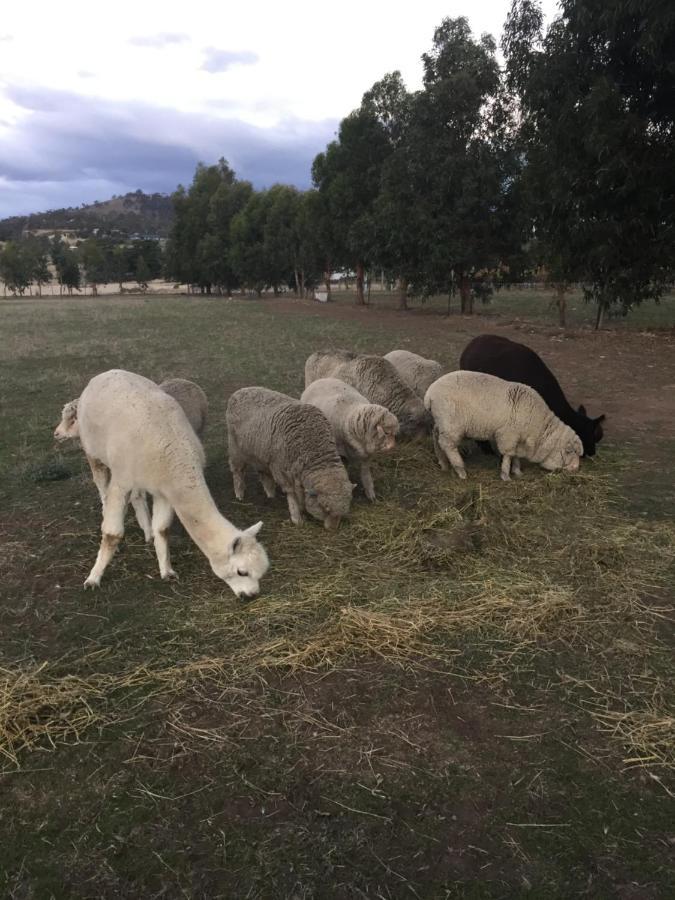 Taras Richmond Farmstay Campania Eksteriør bilde